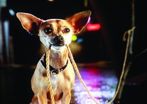 I think we need a new diet: The iconic Taco Bell dog, pictured above, represented an old brand identity for the fast-food chain which as recently adopted a “Healthy Alternative” in the Drive-thru Diet. Photo Courtesy MCT