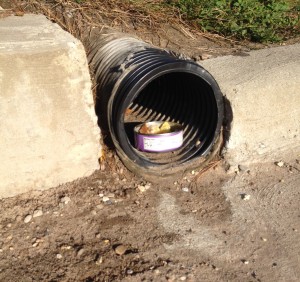 The drain in which Drain Cat lives is located just outside of The Rock. Some students have begun to leave food for the stray cat.