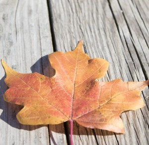 Peak fall colors appear in west Michigan in mid to late October.