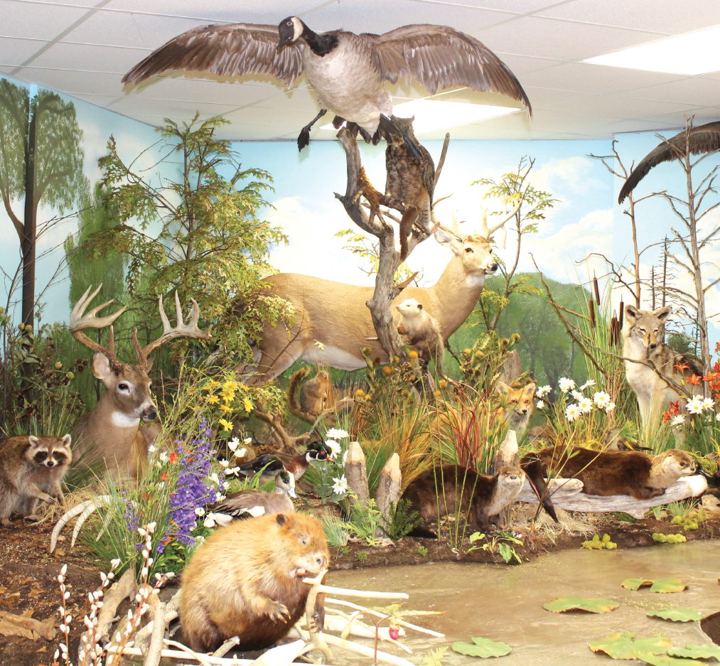One of the many unique places on campus that students work is the Card Wildlife Center located on the ground floor of the Arts and Science Commons in room 011.